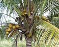 Cocos nucifera